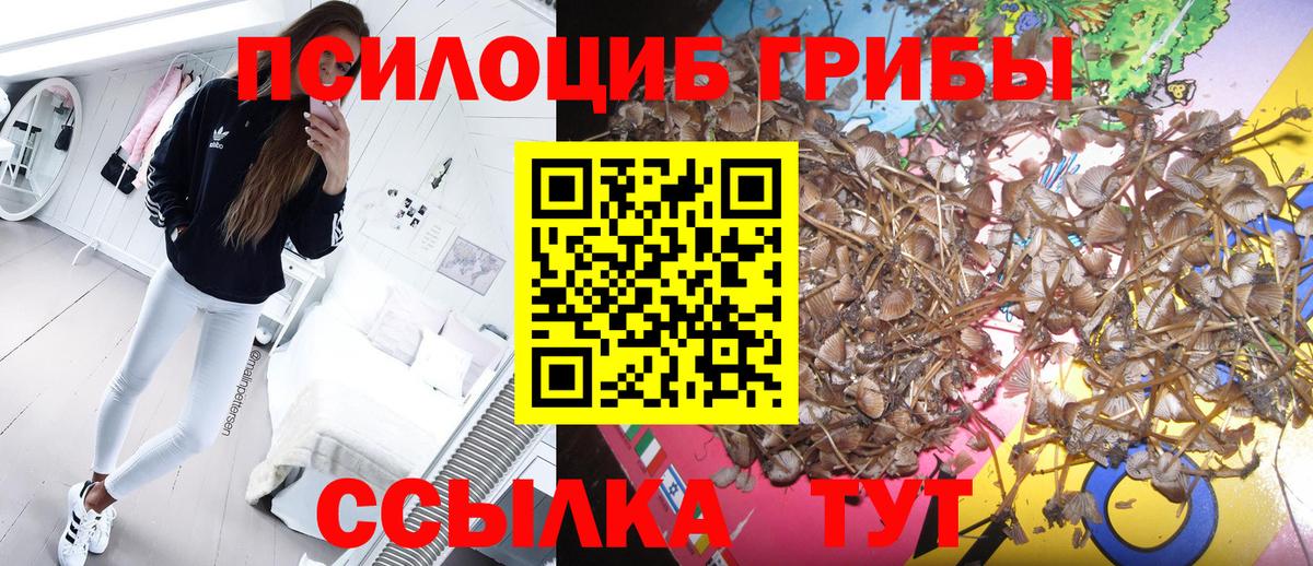 Галлюциногенные грибы Psilocybine cubensis  купить   Вход с VPN  Аргун  Галлюциногенные грибы прущие грибы 
